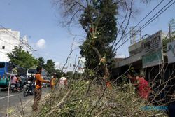 Ini Langkah BPBD Bantul untuk Antisipasi Pohon Tumbang karena Angin Kencang