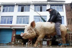 KISAH UNIK : Pria China Ini Kendarai Babi Kemana Pun Ia Pergi