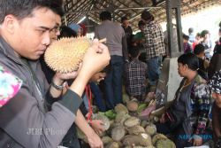 DURIAN KALIBAWANG : Musim Ini, Festival Durian Kulonprogo Ditiadakan