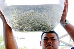 Bantul Targetkan Produksi Bibit Ikan 225 Juta Ekor