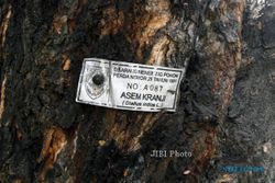 FOTO PERDA LARANGAN MENEBANG POHON : Larangan menebang pohon 