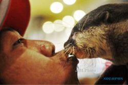 FOTO ANIMAL FESTIVAL CELEBRATION : Cium Musang Peliharaan