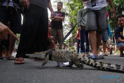 FOTO CAR FREE DAY : Hi! Pencinta Reptil Hela Buaya di Jalan