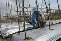 PANCAROBA : Petani Pilih Tanam Tomat Gara-Gara Harga Cabai Tak Menentu