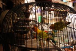FOTO BURUNG LOVE BIRD : Memajang burung Love bird