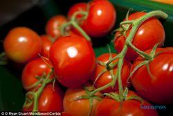 SEKSUALITAS PRIA : Studi Terbaru Ungkap Tomat Tingkatkan Kesuburan Pria Hingga 70%