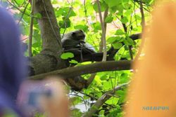 FOTO MONYET BALEKAMBANG : Monyet Larikan Dompet Pengunjung Manahan