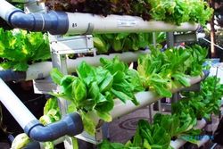 FOTO BANDUNG AGRI MARKET : Kampung Berkebun demi Hasilkan Sayuran Sendiri