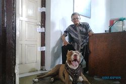 UN SD 2014 : Di Klaten, Anjing Galak Ikut Jaga Naskah UN