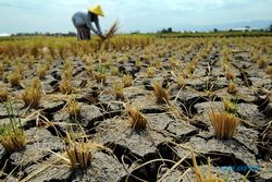 Tragis, 78.000 Lahan Pertanian di Jateng Alami Kekeringan, 25.000 Hektare Gagal Panen