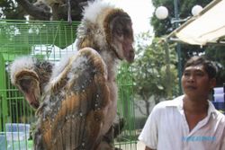 FOTO PAMERAN FLONA 2014 : Burung Hantu Dijual di Lapangan Banteng