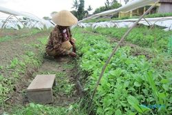 PERTANIAN KLATEN : Manisrenggo Siapkan Lahan 150 Hektare untuk Tanam Tembakau