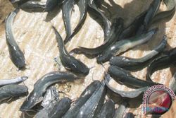 Ini Penyebab Budidaya Ikan Lele di Kulonprogo Sulit Berkembang