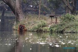 PENGELOLAAN TSTJ SOLO : PT Ancol Serius Garap Taman Satwa Taru Jurug