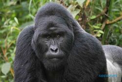 KISAH UNIK : Dikira Gorila, Petugas Kebun Binatang Ditembak Senapan Bius