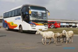 FOTO TERMINAL KARTASURA : Kambing Leluasa Berlalu-Lalang di Sela Bus