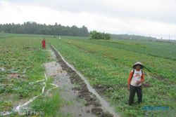 Hujan Terus Menerus, Ratusan Hektar Melon Terancam Gagal Panen