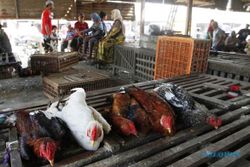 FOTO RAMADAN 2014 : Harga Ayam Kampung Naik Rp10.000/Kg