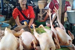  HARGA KEBUTUHAN : Harga Daging Ayam di Klaten Fluktuatif