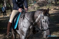 KISAH INSPIRATIF : Kuda Buta Ini Dapat Kembali Beaktivitas Berkat Perjuangan Pemiliknya