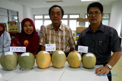 INOVASI PERTANIAN : Ini Melon yang Dibudidaya Menggunakan Media Tanam Abu Vulkanik