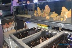 HEWAN PELIHARAAN : Jasa Aquascape Juga Tersedia di Taman Pasar Burung dan Ikan Hias Depok