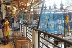 WISATA SOLO : Asyiknya, Wisata Edukasi di Pasar Burung Depok...