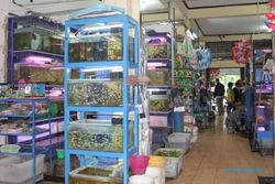 HEWAN PELIHARAAN : Ini Info Belanja di Pasar Depok bagi Penggemar Ikan Hias...