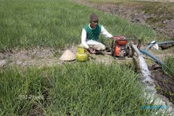 Debit Air Menyusut, Ini yang Perlu Dilakukan Petani di Bantul