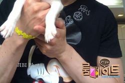 K-POP : Ini Anjing di Korea yang Punya Facebook