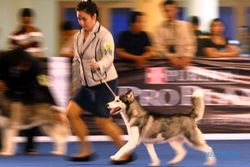 FOTO CAC INTERNATIONAL DOG SHOW 2014 : Begini Kontes Anjing Bertaraf Internasional