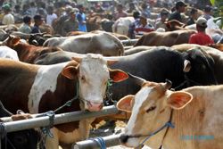 Mantap! Ratusan Ternak di Jateng Sembuh dari PMK