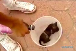 TRENDING SOSMED : Video Brutal Pria Bakar Kucing Beredar di Facebook