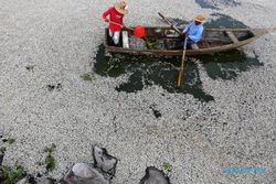 KISAH UNIK : Ratusan Ribu Ikan Mati di Danau Cajititlan