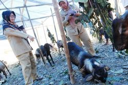 FOTO IDULADHA 2014 : Dinas Peternakan Jateng Periksa Kambing Kurban