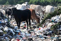 FOTO IDULADHA 2014 : Sapi Pemakan Sampah Tidak Layak Kurban