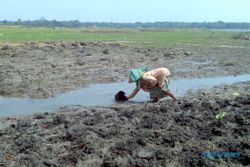 KEKERINGAN BOYOLALI : Air Waduk Bade Menyusut, 87 Hektare Lahan Petani Terancam Kering