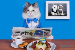 FOTO UNIK : Begini Jika Kucing Didandani Fotografer Rusia