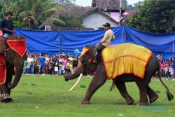  SEPAK BOLA GAJAH PSS VS PSIS : Inilah Kejadian Sepak Bola Gajah Yang Sempat Terjadi di Indonesia