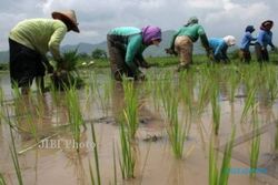 BUDI DAYA PERTANIAN : Petani Ngluwar, Magelang Ikuti Pelatihan Pertanian Organik