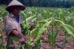 PASAR TEMBAKAU : APTI Jateng Upayakan Pasar Bagi Petani Tembakau 
