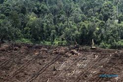 KTT PERUBAHAN IKLIM : Ke Paris, Jokowi Ngomong Pembatasan Perkebunan Sawit di Lahan Gambut