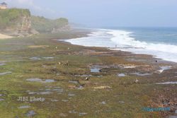 FOTO LAUT SURUT : Warga Mencari Rumput Laut