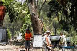 FOTO BUMI PERKEMAHAN KARYA BAKTI PRAJA : Demi Gapura, DKP Kota Solo Tebang Pohon
