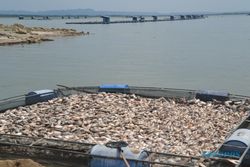 PERIKANAN WONOGIRI : Pancaroba, 35 Ton Ikan di Keramba WGM Mati