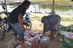 Ribuan Ikan di Waduk Gajah Mungkur Mati