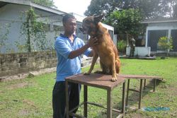 KISAH ANJING MILITER : Wow, Tiap Anjing Punya Kamar Seluas 3x2,5 Meter