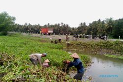 Antisipasi Banjir, Warga Bersihkan Enceng Gondok di Sungai Peni