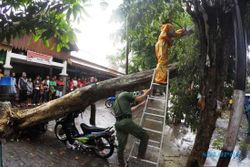 FOTO CUACA BURUK : Hujan Deras, Pohon di Depok Tumbang