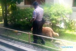 HARI NATAL 2014 : Gereja di Klaten Dijaga Polisi, Disisir Anjing Pelacak